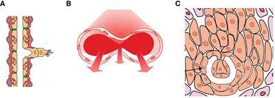 Vascular co-option in resistance to anti-angiogenic therapy